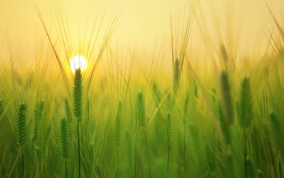 Solstice d’été 2023